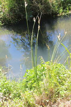 Image de Juncus pallidus R. Br.