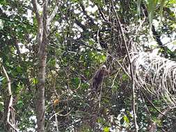 Image of varied capuchin