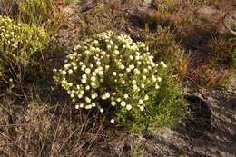 Image of Lachnaea densiflora Meissn.