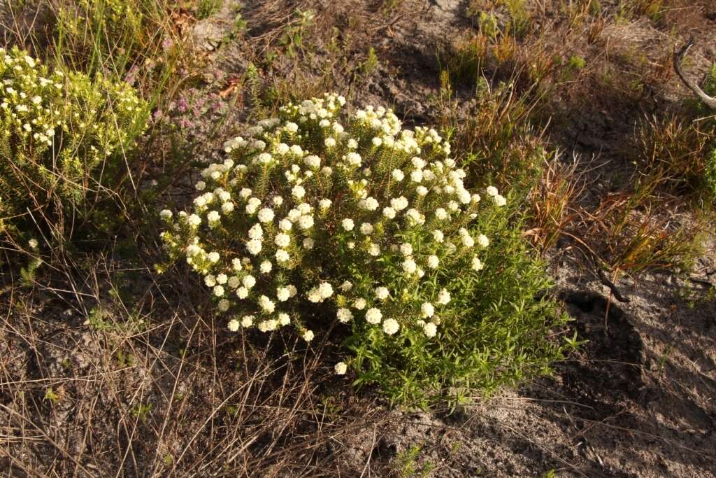 Image of Lachnaea densiflora Meissn.