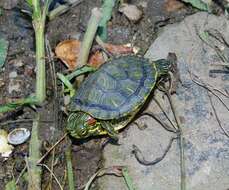 Image of slider turtle, red-eared terrapin, red-eared slider