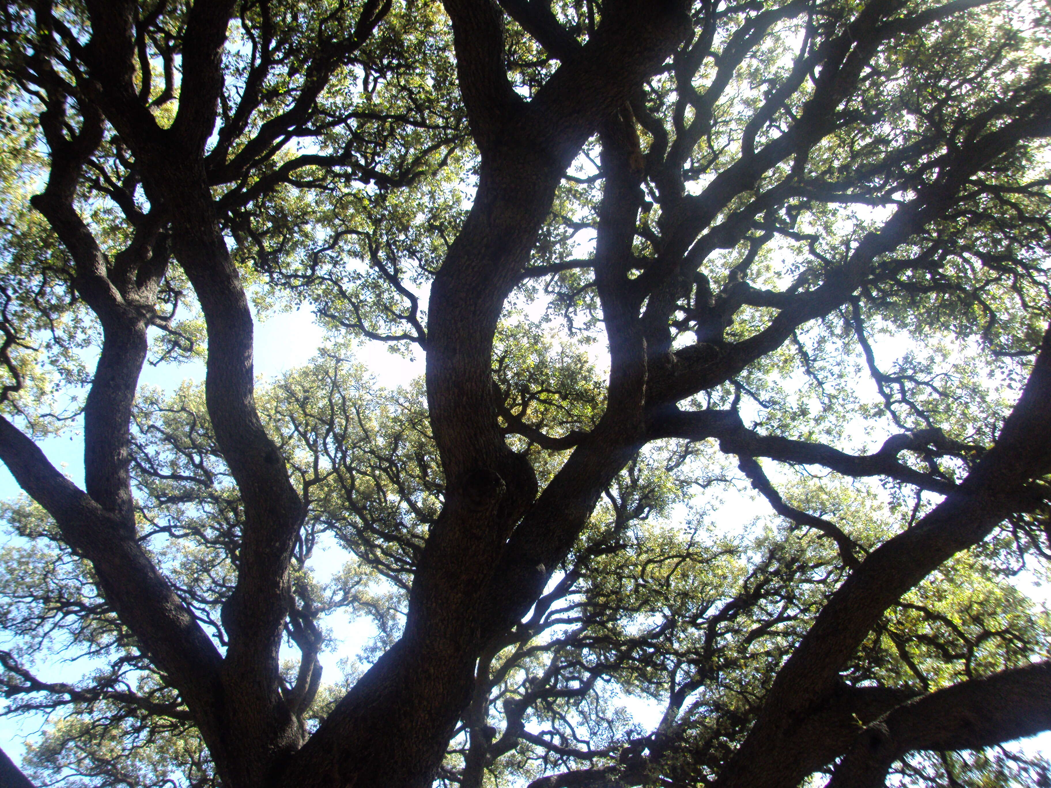 Image of Holm Oak