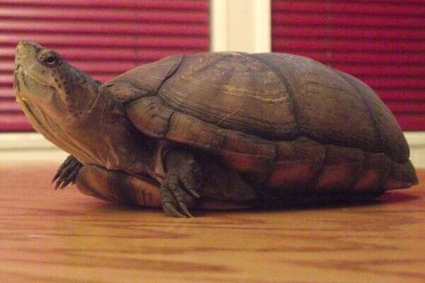 Image of Sonoran mud turtle