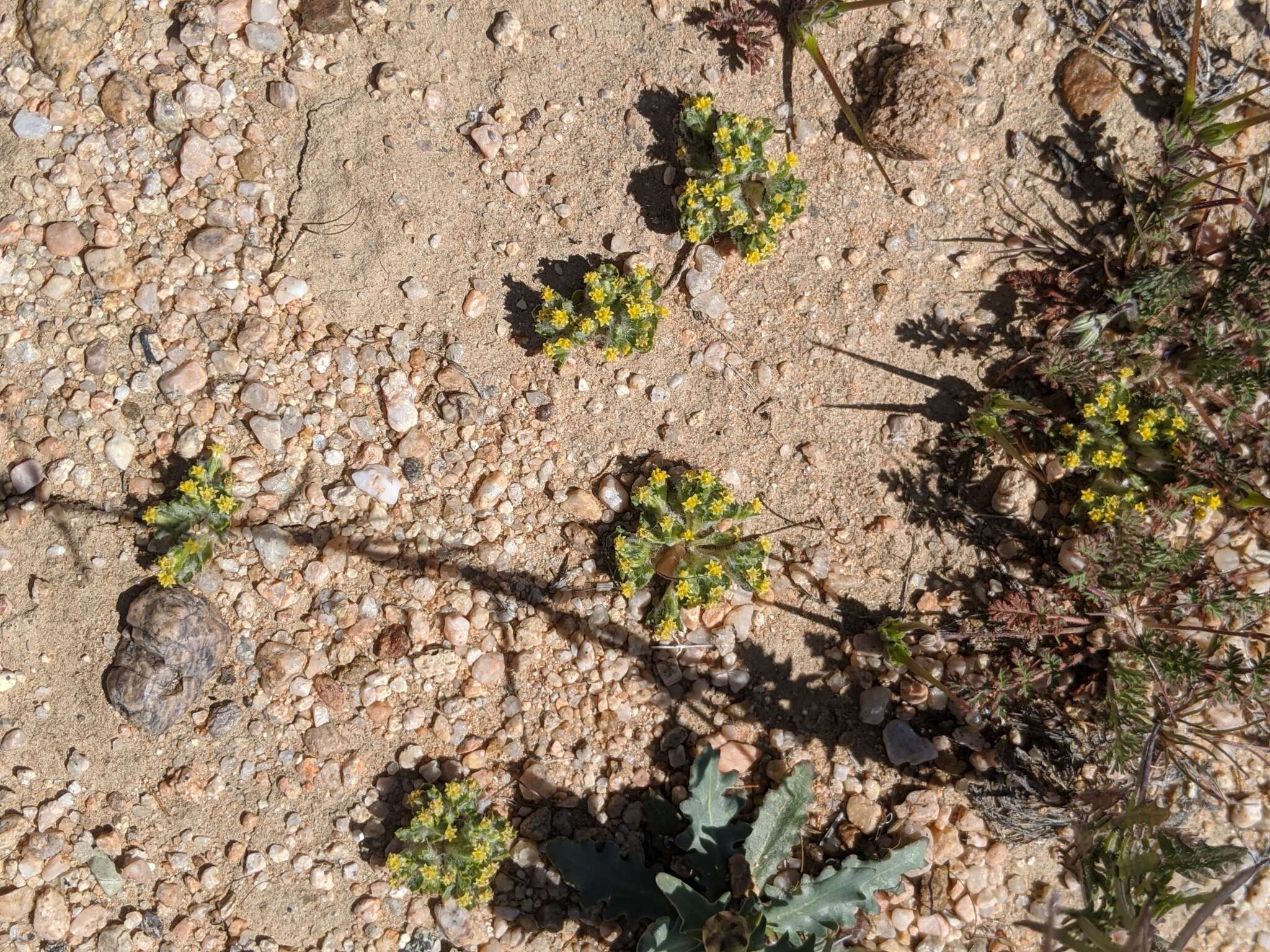 Image of Mojave woolly sunflower