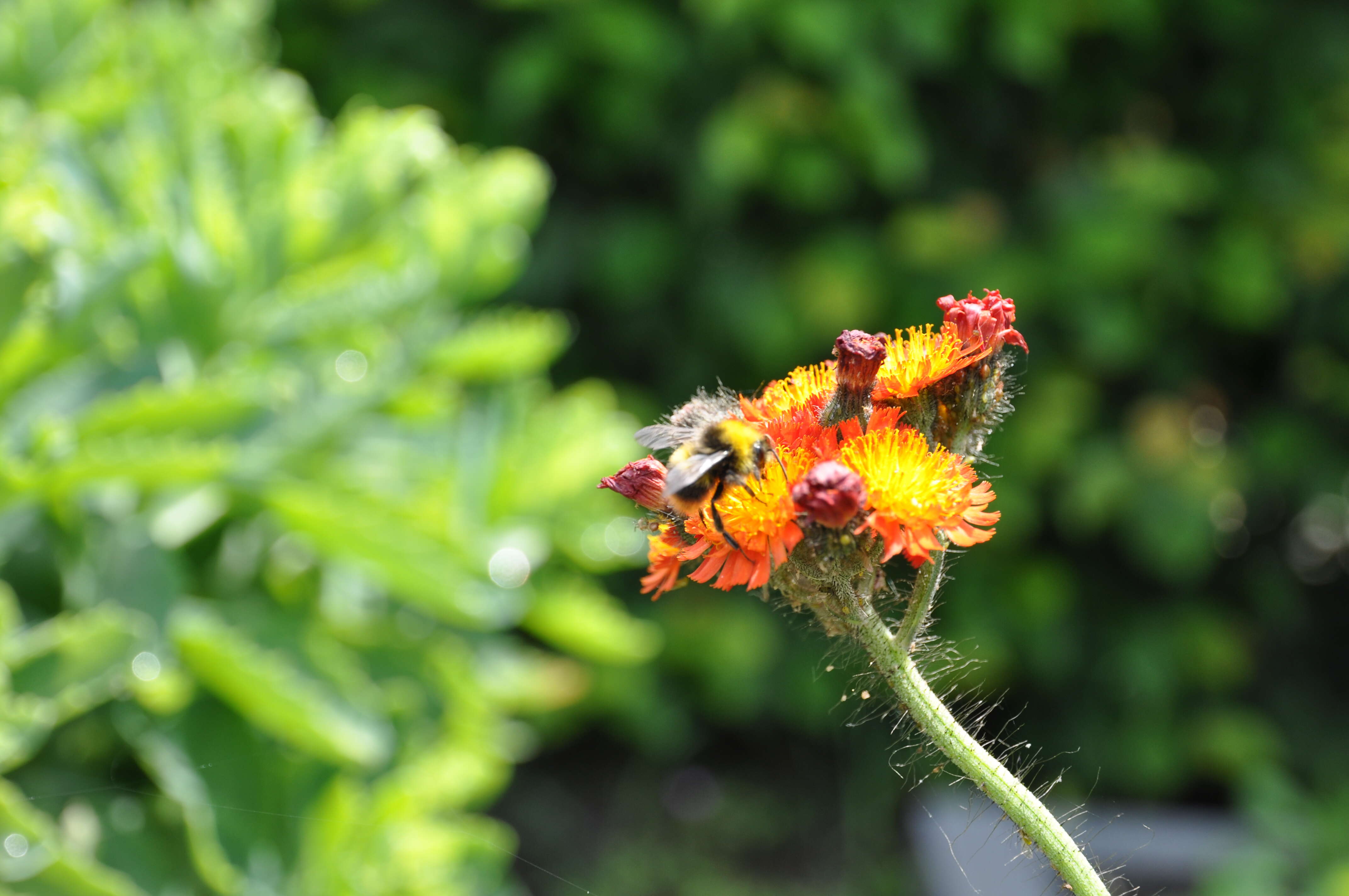 Imagem de Pilosella aurantiaca (L.) Sch. Bip., F. W. Schultz & Sch. Bip.