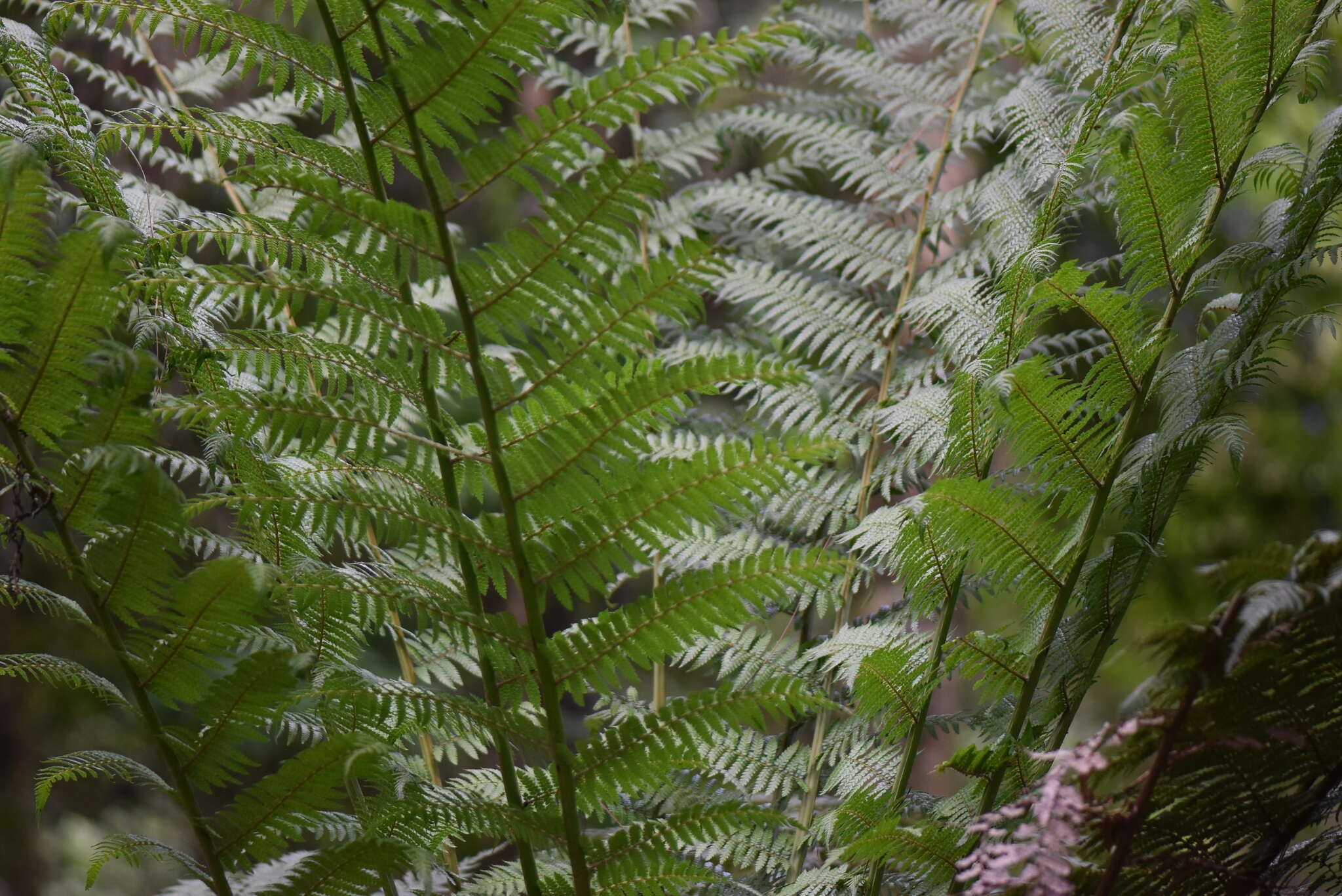 Image of Dicksonia sellowiana (Presl) Hook.