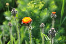 Imagem de Pilosella aurantiaca (L.) Sch. Bip., F. W. Schultz & Sch. Bip.