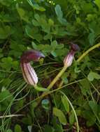 Image of Arisarum simorrhinum Durieu