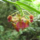 Image of Epidendrum cottoniiflorum (Rchb. fil.) Hágsater