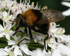 Image of Criorhina berberina (Fabricius 1805)