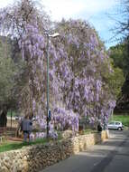 Plancia ëd Wisteria floribunda (Willd.) DC.