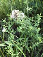 Image of Appalachian Mountain-Mint