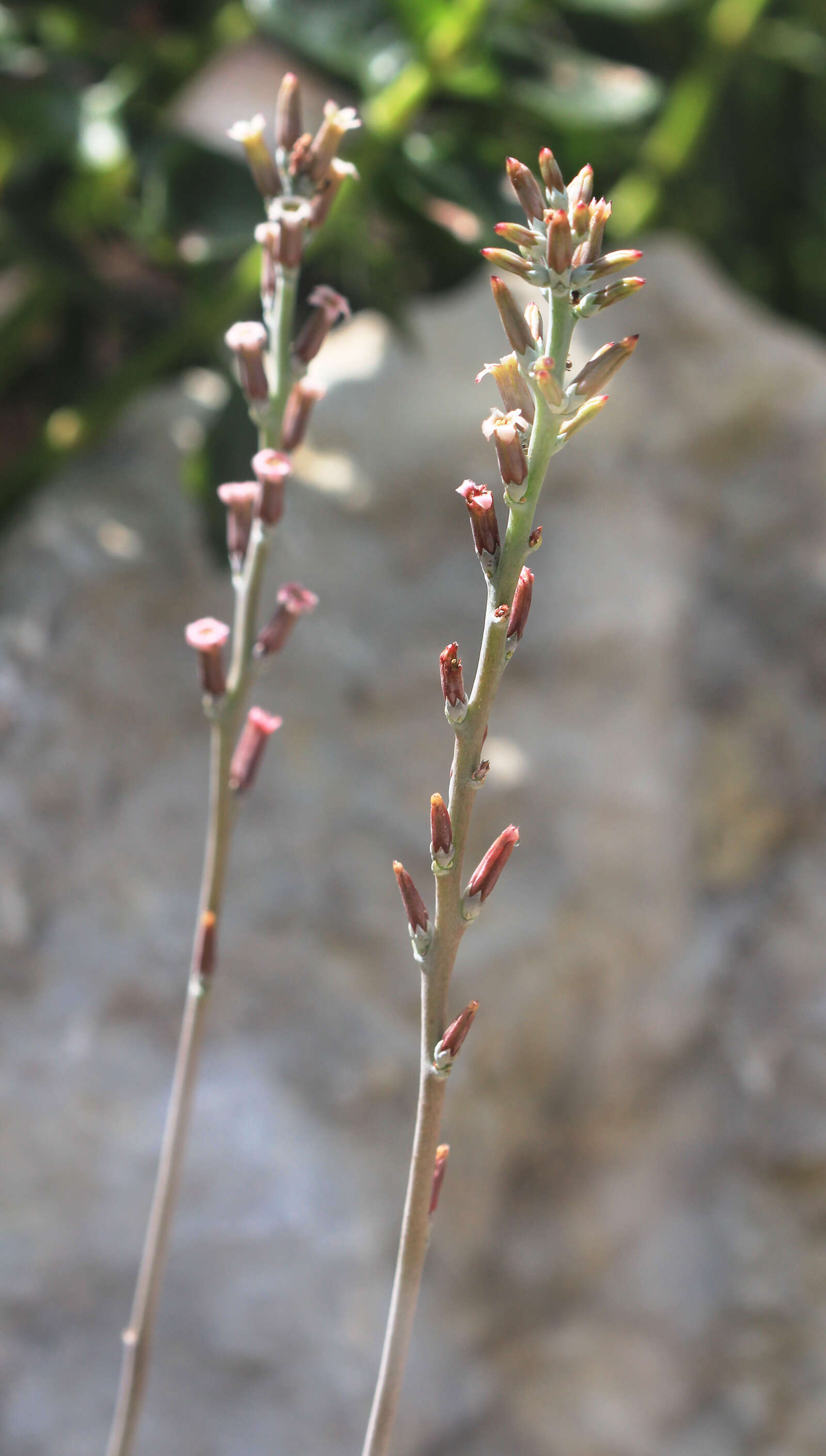 Image of Adromischus cooperi (Bak.) A. Berger