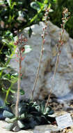 Image of Adromischus cooperi (Bak.) A. Berger