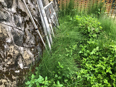 Image of Equisetum ramosissimum subsp. debile (Roxb. ex Vaucher) Hauke