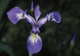 Image of Virginia iris