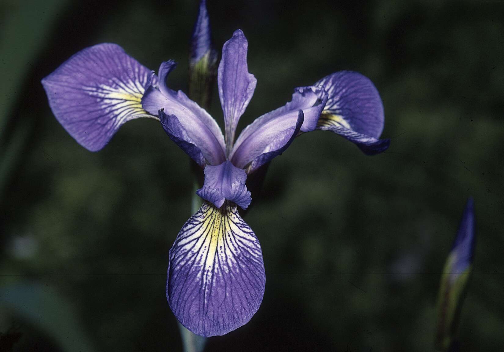 Image of Virginia iris