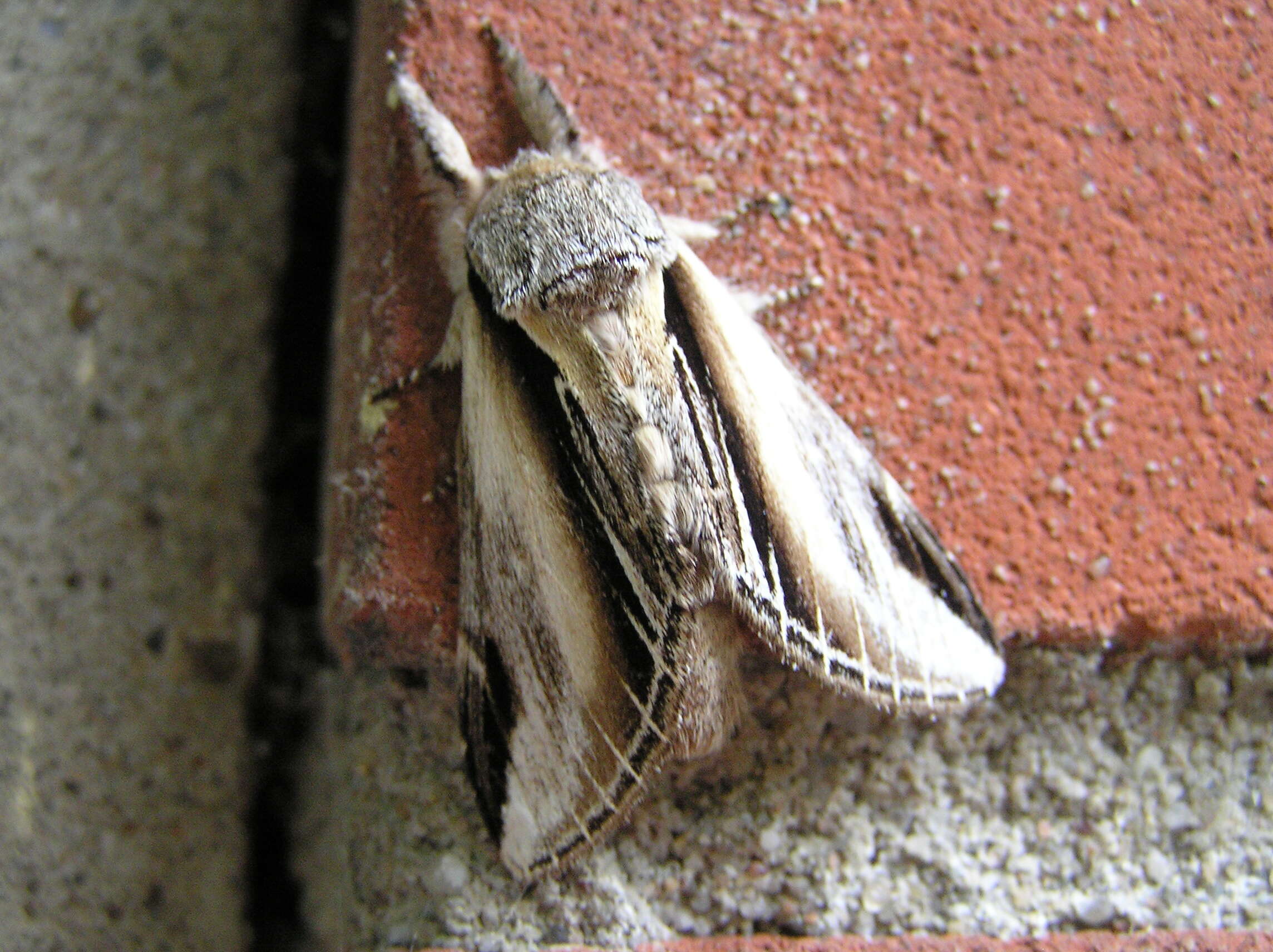 Image of Greater Swallow Prominent