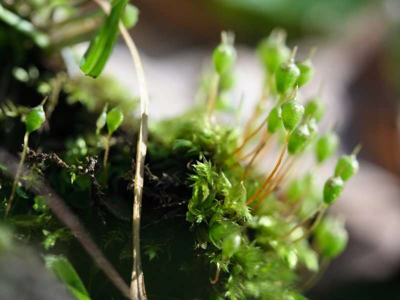 Image of Common Bladder Moss