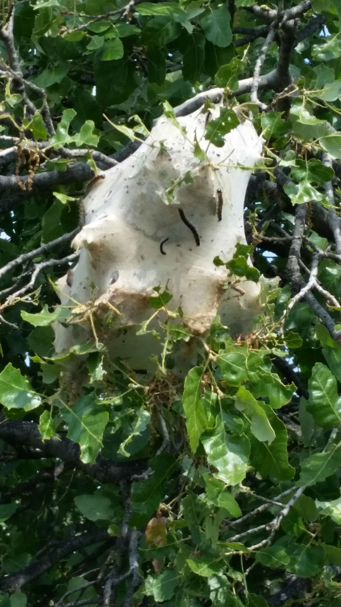 Image of Oak Processionary