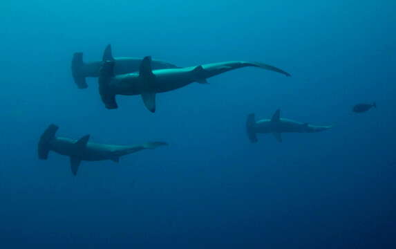 Image of Scalloped Hammerhead