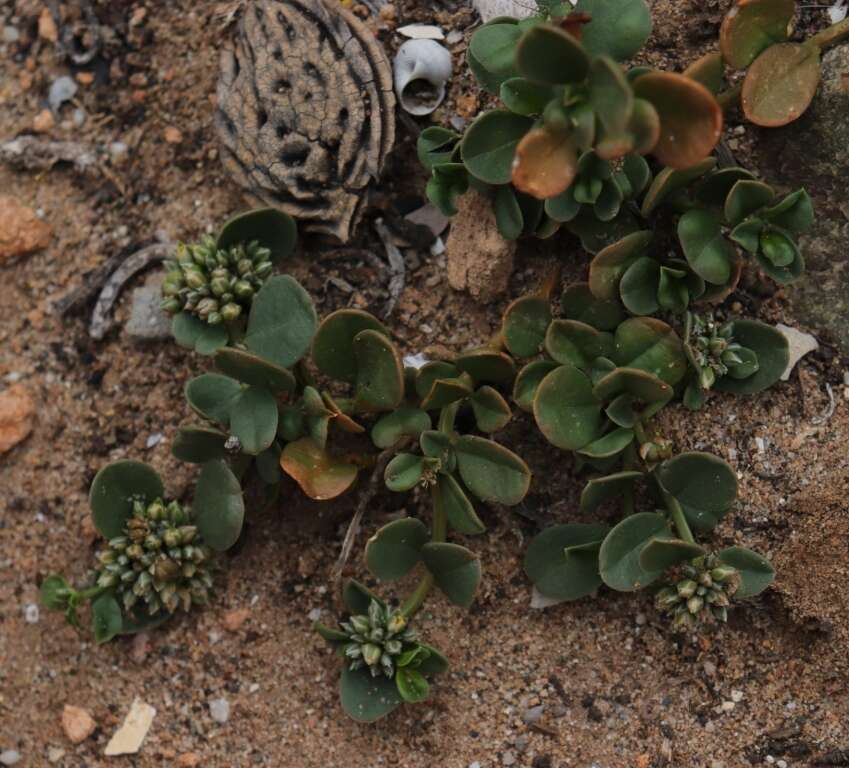 Image of Limeum telephioides var. telephioides