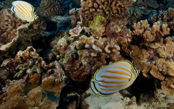 Image of Clown Butterflyfish