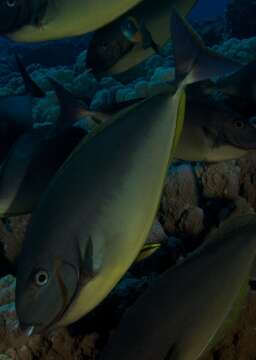 Image of Gray Unicornfish