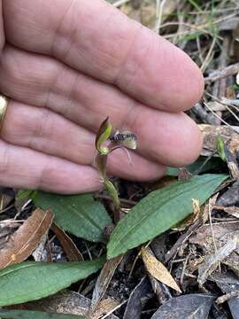 Image of Common ant orchid