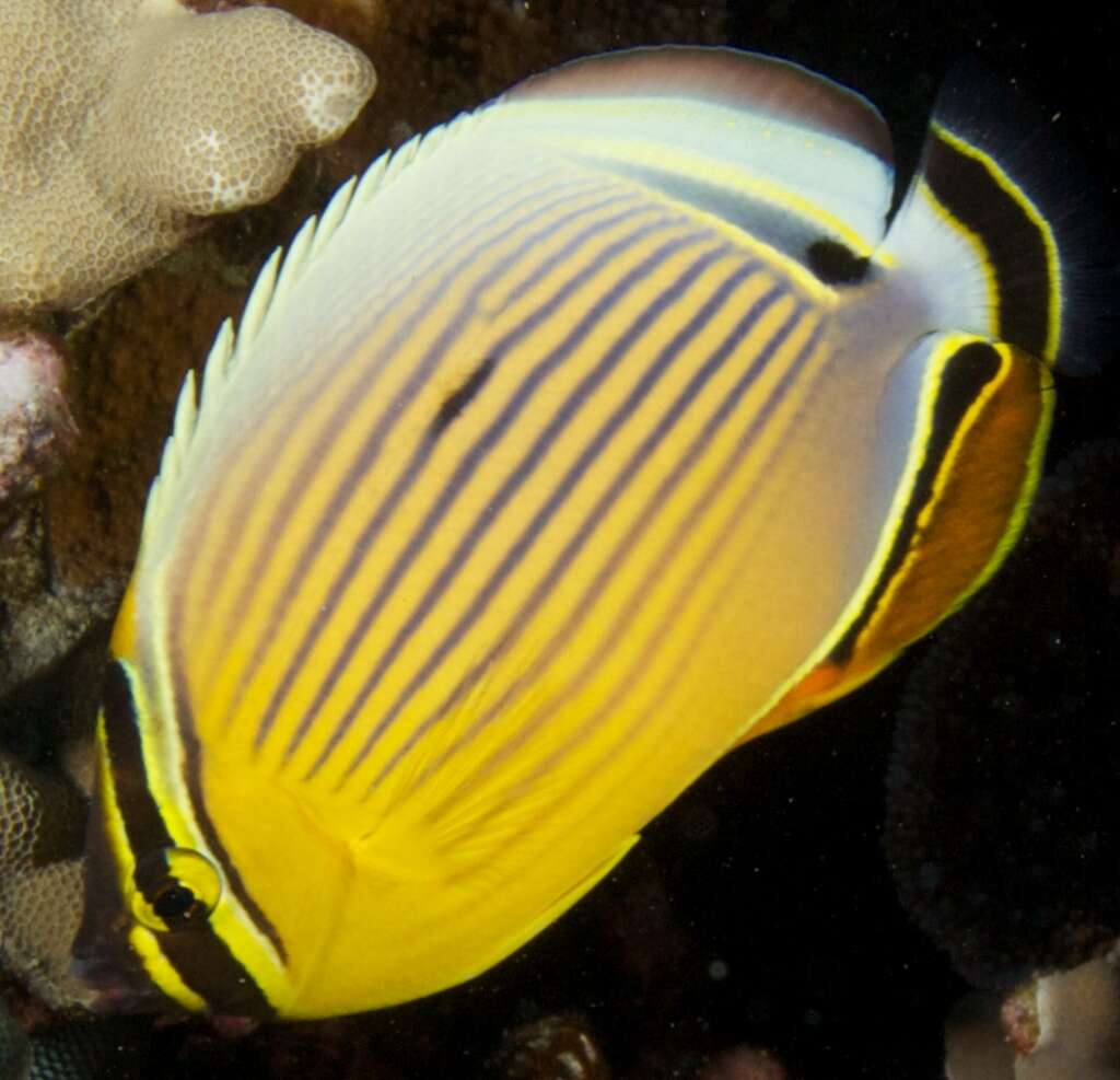 Слика од Chaetodon lunulatus Quoy & Gaimard 1825