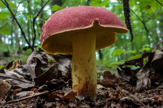 Image of Boletus roodyi B. Ortiz, D. P. Lewis & Both 2009