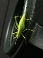 Image of southern oak bush-cricket