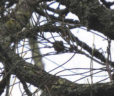 Image of bull-oak