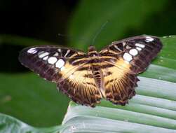 Imagem de Parthenos sylvia