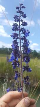 Image of Plectranthus mirabilis (Briq.) Launert