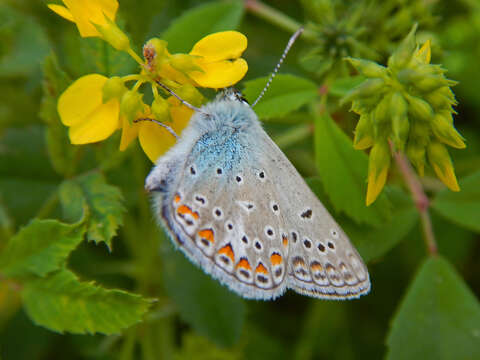 Image of Polyommatus thersites (Cantener 1835)