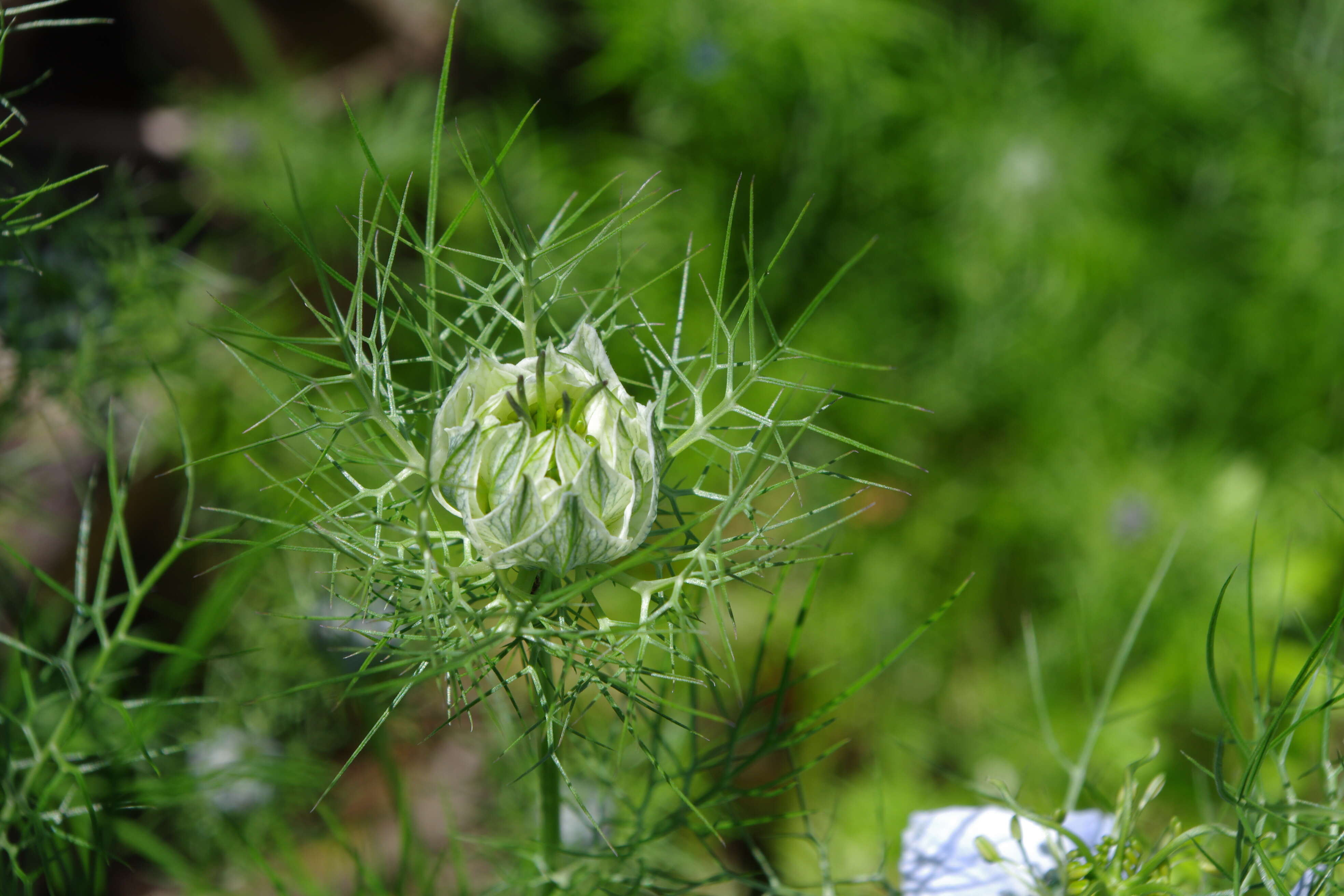 Image of devil in the bush