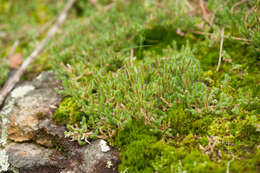 Image of spiny spikemoss