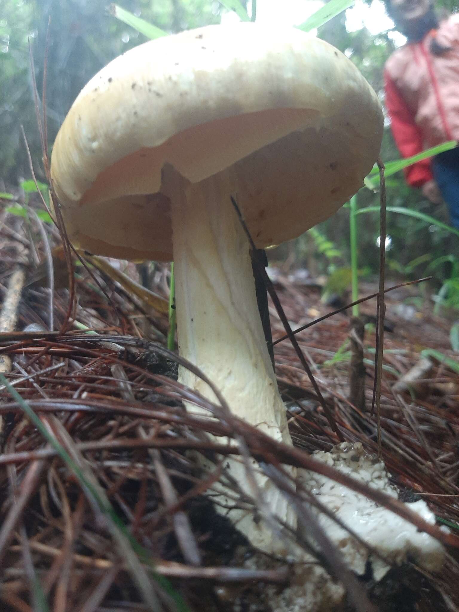 Image de Amanita hayalyuy D. Arora & G. H. Shepard 2008