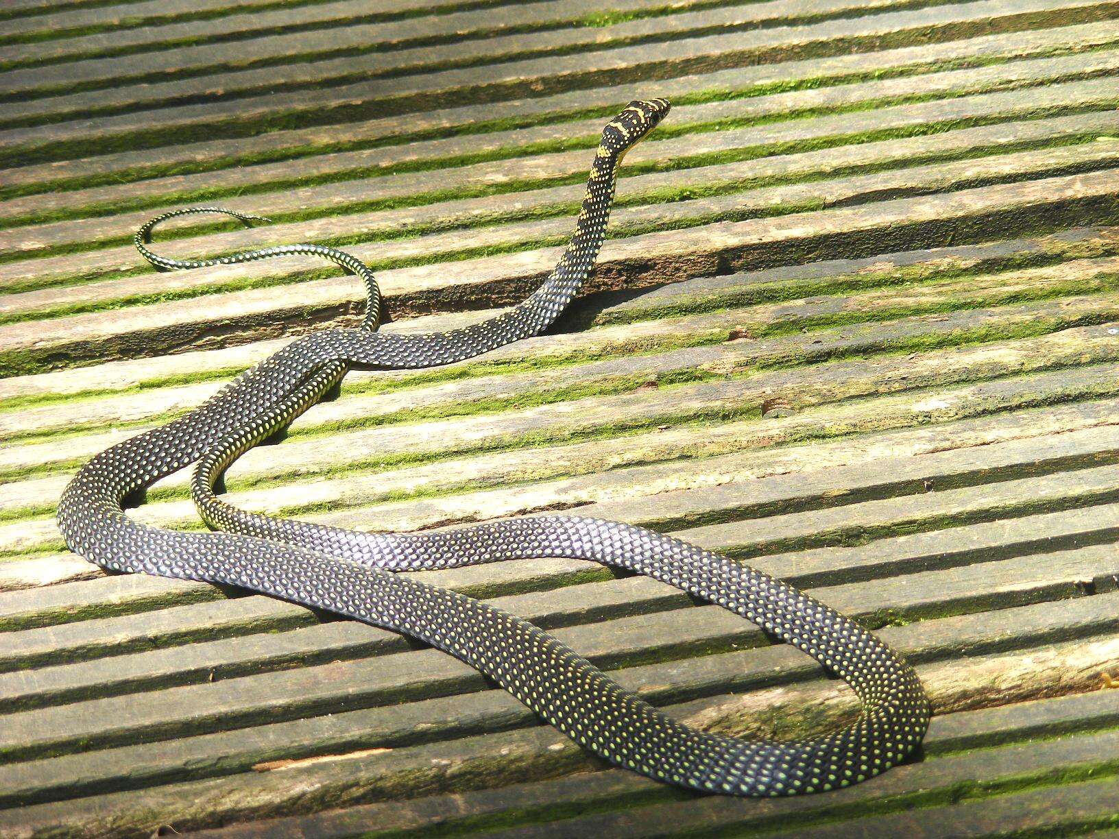 Image of Garden Flying Snake