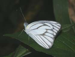 Image of Western Striped Albatross