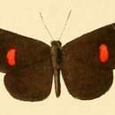 Image of Pseuderesia eleaza (Hewitson (1873))