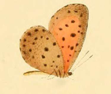 Image of Pentila amenaida Hewitson (1873)