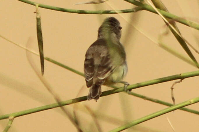 Image of Yellow-bellied Eremomela