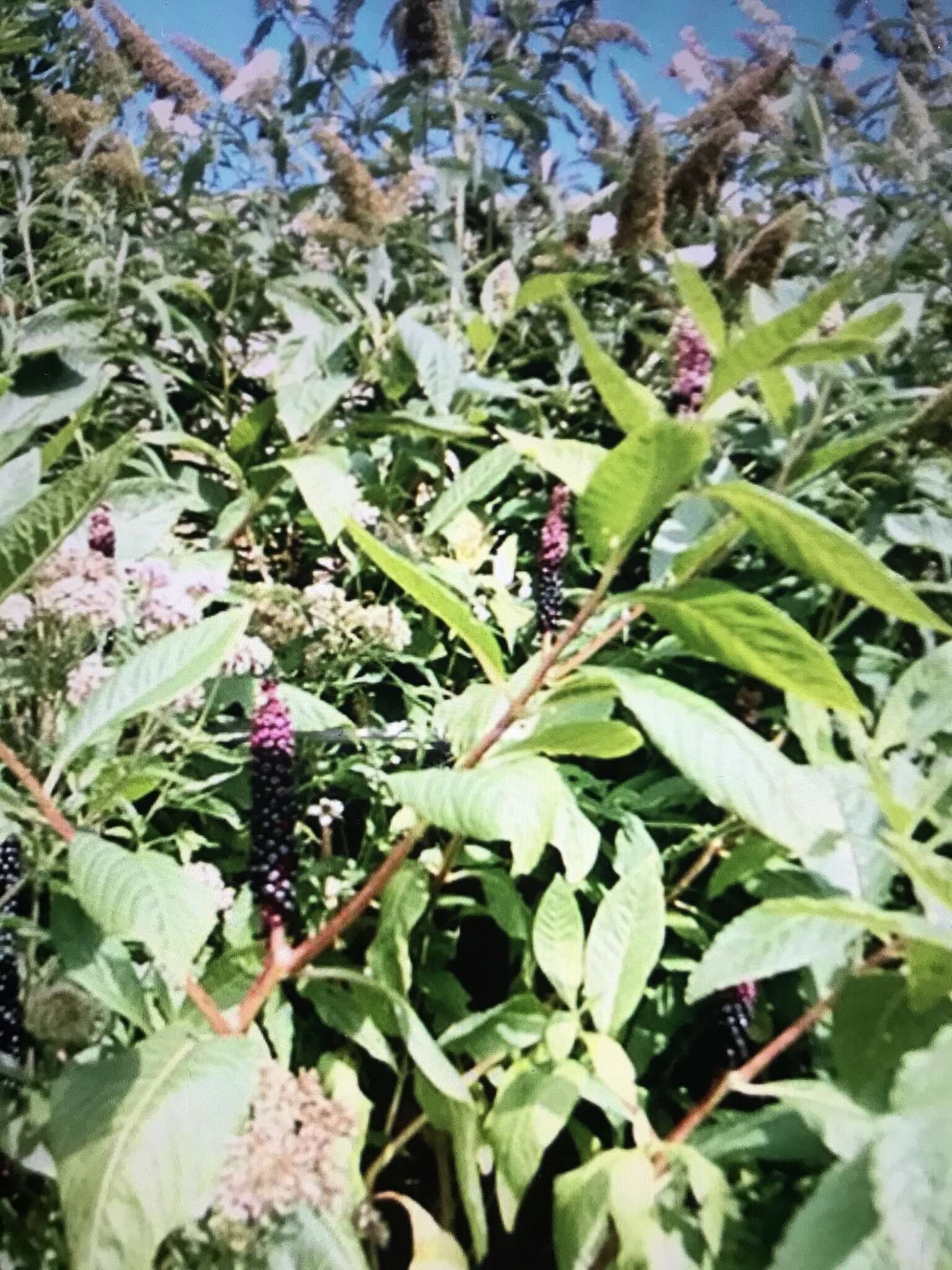 Image of Phytolacca polyandra Batalin