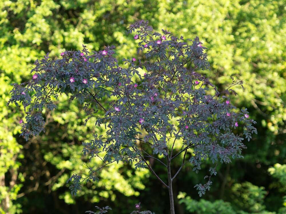 Plancia ëd Rosa glauca Pourret