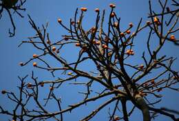 صورة Ficus drupacea Thunb.