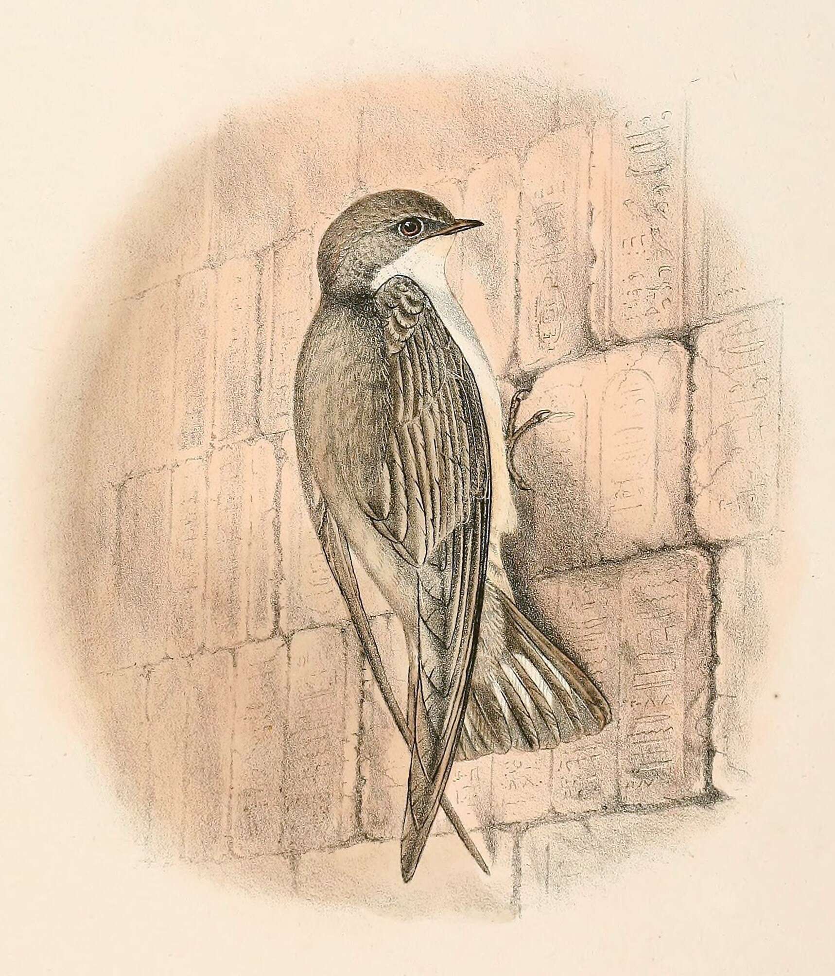 Image of Pale Crag Martin