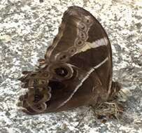 Image of Bamboo Tree Brown