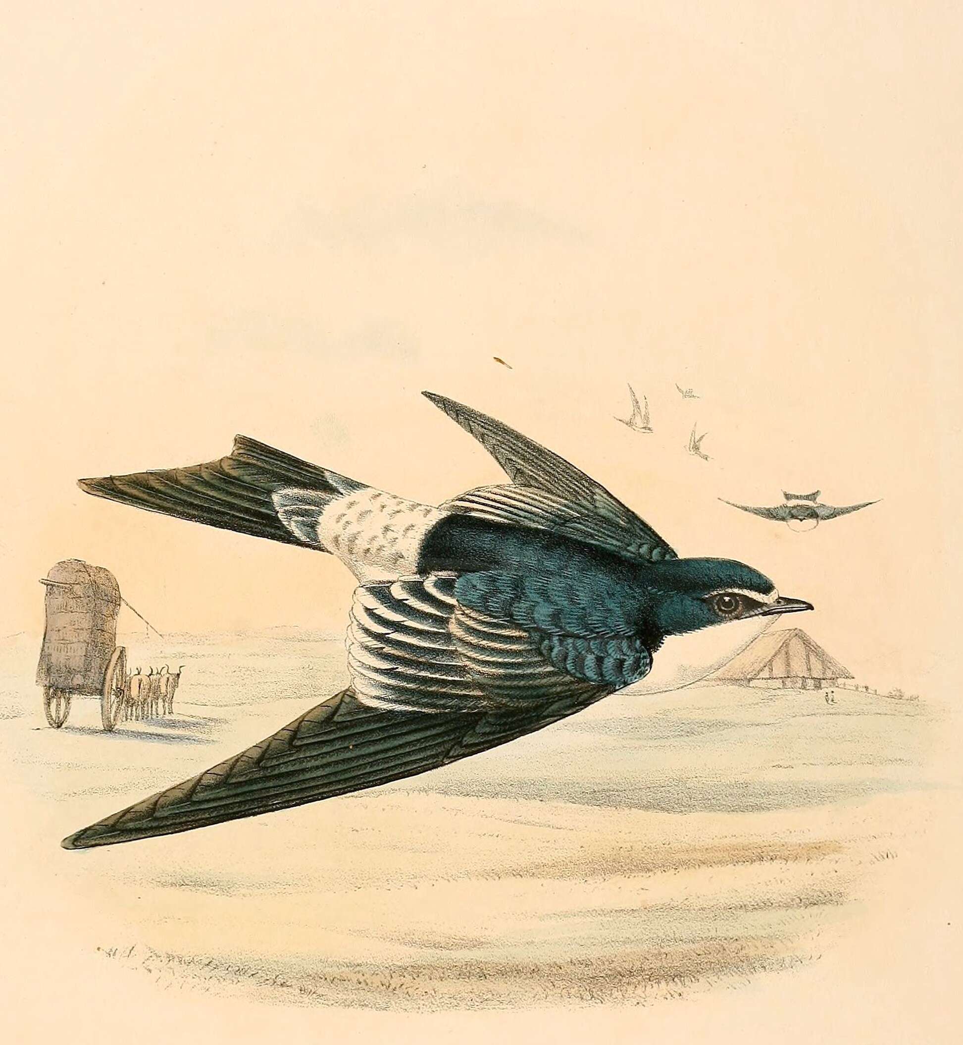Image of Tachycineta Swallows